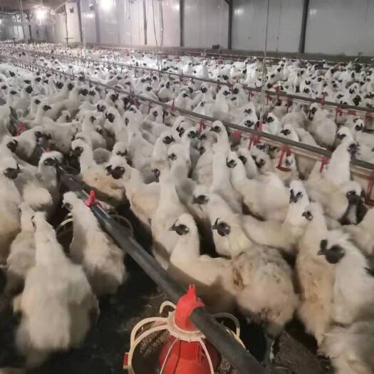 射洪市白羽乌鸡 竹丝白凤乌鸡，乌鸡，鸡
