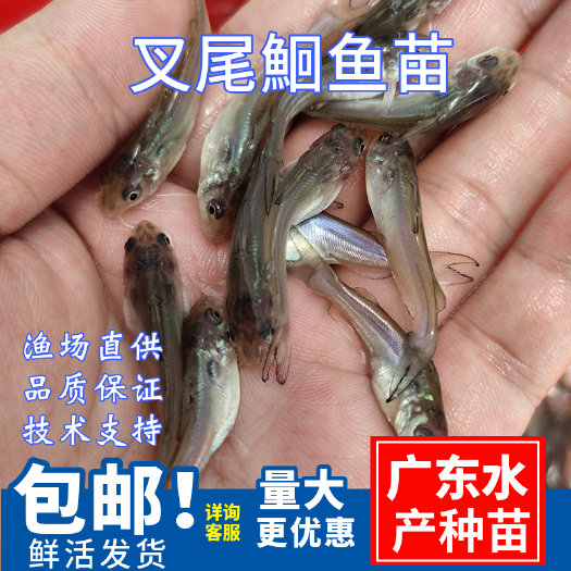 广州斑点叉尾鮰鱼苗\长身叉尾鮰鱼苗\抗病力强\渔场直供叉尾鱼苗