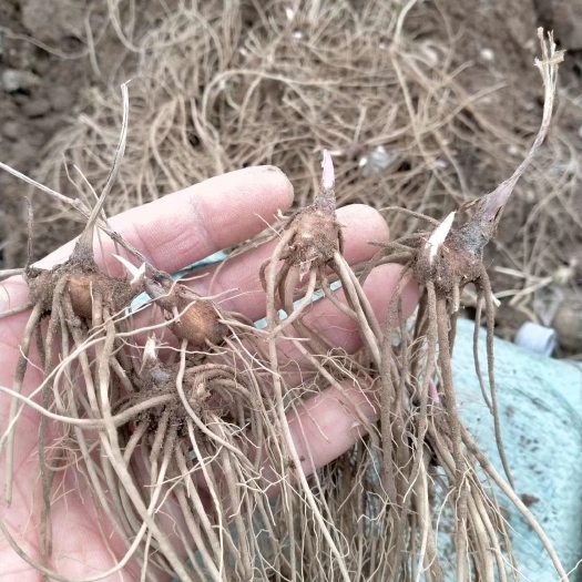 桓仁县北苍术种苗  苍术苗（朱砂点）