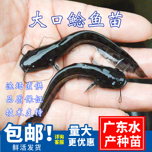 广州大口鲶鱼苗\杂交南方大口鲶鱼苗\生长快\渔场大量批售