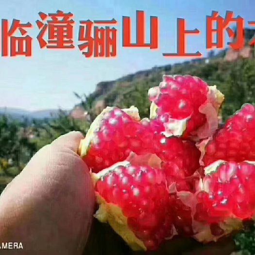 西安红石榴  临潼石榴