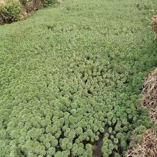 江陵县粉绿狐尾藻  水生植物，鱼虾蟹专用水草别名：轮叶狐尾藻，小二仙草科、狐尾藻