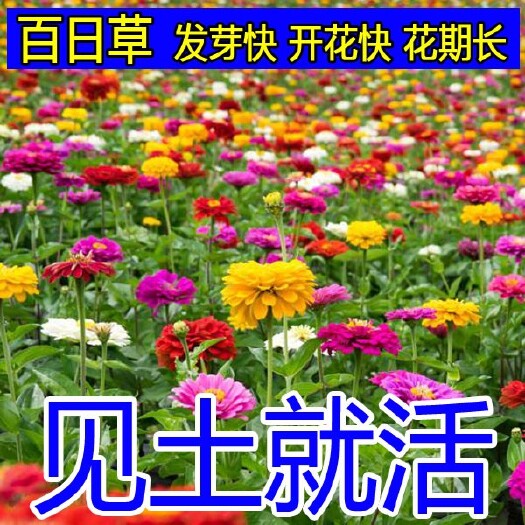 沭阳县百日草种子  四季易种百日草花种子道路庭院百日菊室外阳台花籽开花不断