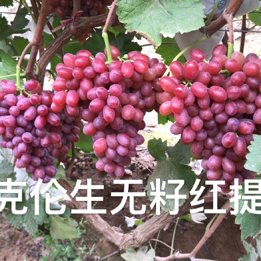 永济市克伦生葡萄无籽红提