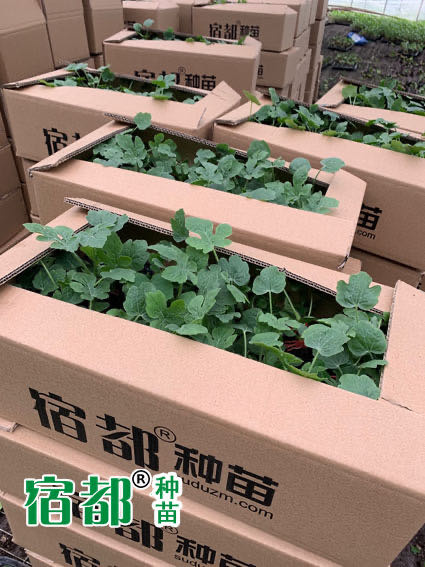 宿州美都西瓜苗，美都西瓜嫁接苗，美都嫁接西瓜苗，宿都种苗西瓜苗哥