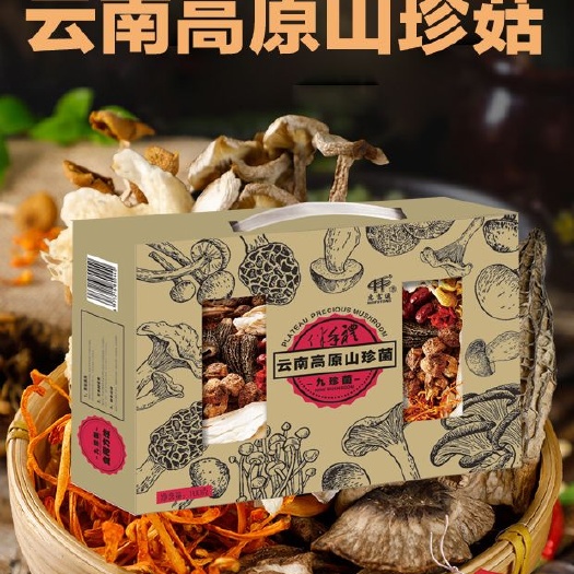 中山市鲍鱼菇 云南高原山珍菇