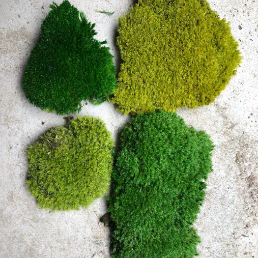 城固县水苔苔藓  永生白发藓