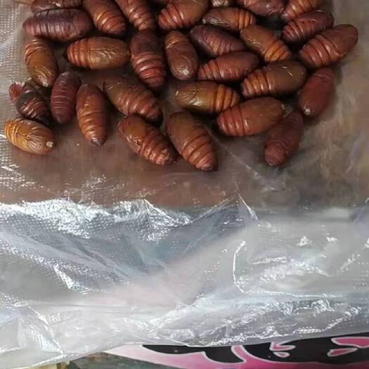 凤城市 蚕蛹