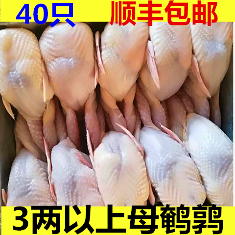ʴɱȷѪȥʰտ䶳