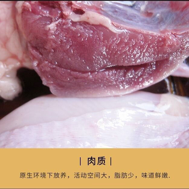 大鵪鶉現(xiàn)殺鵪鶉放血去內(nèi)臟活體新鮮白條鵪鶉肉燒烤冷凍鵪鶉