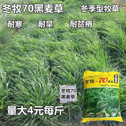 沭阳县冬牧草种子  冬牧70黑麦草种子 耐寒高产猪牛羊鸡鸭鱼鼠兔畜禽北方牧草籽