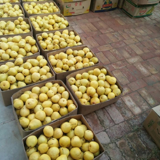 东乡县冬果梨甘肃临夏产地批发 种植面积不大 冬果梨颜色好，糖分大