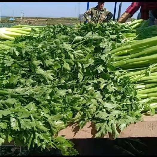 固原 精品西芹，产地直供，价格便宜，质量有保证！
