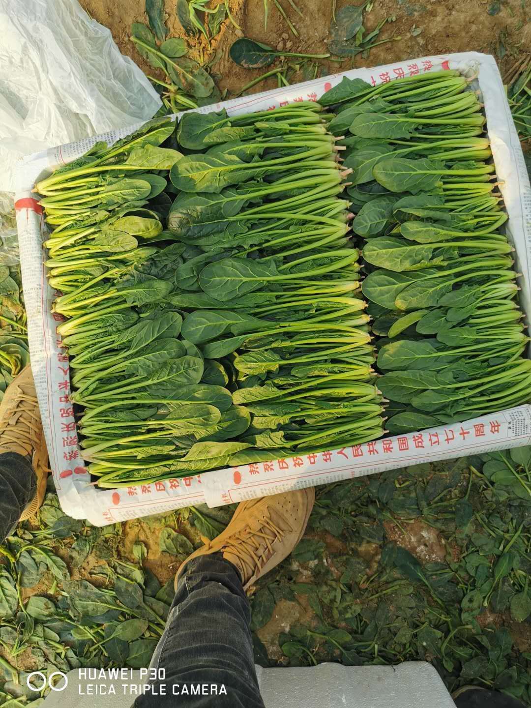 大叶菠菜  山东惠民万亩优质菠菜种植基地 质优价廉 保质保量