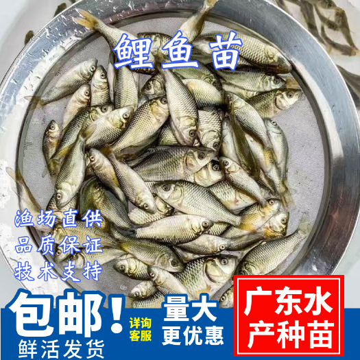 广州鲤鱼苗\建鲤鱼苗快大种\稻田养殖鲤鱼苗\放生鱼苗\养殖场直批