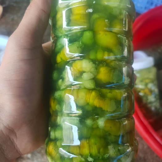 灌南县豆虫  豆丹