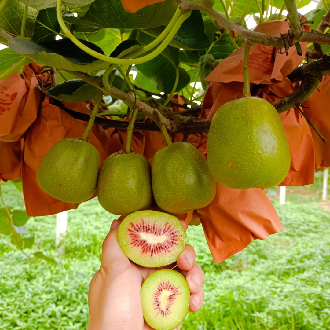 蒲江紅心（紅陽）獼猴桃精選果誠(chéng)接批發(fā)，零售，一件代發(fā)