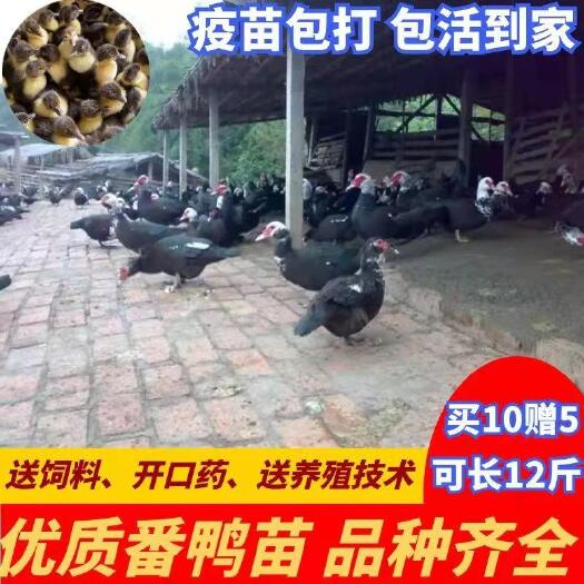 南宁正宗广西南宁黑番鸭苗活体大型花番鸭苗活体白番鸭苗西洋鸭活苗