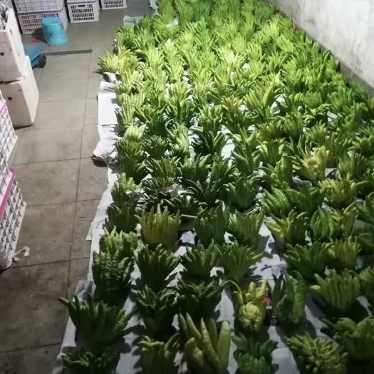 华宁县广佛手 佛手