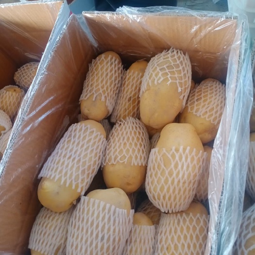 土豆