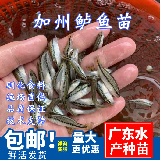 广州加州鲈鱼苗淡水养殖\驯化食料大口黑鲈鱼苗\优鲈\快大产量高