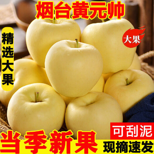 黄元帅苹果黄金帅金黄香蕉粉面苹果刮泥新鲜采摘奶油富士苹果包邮