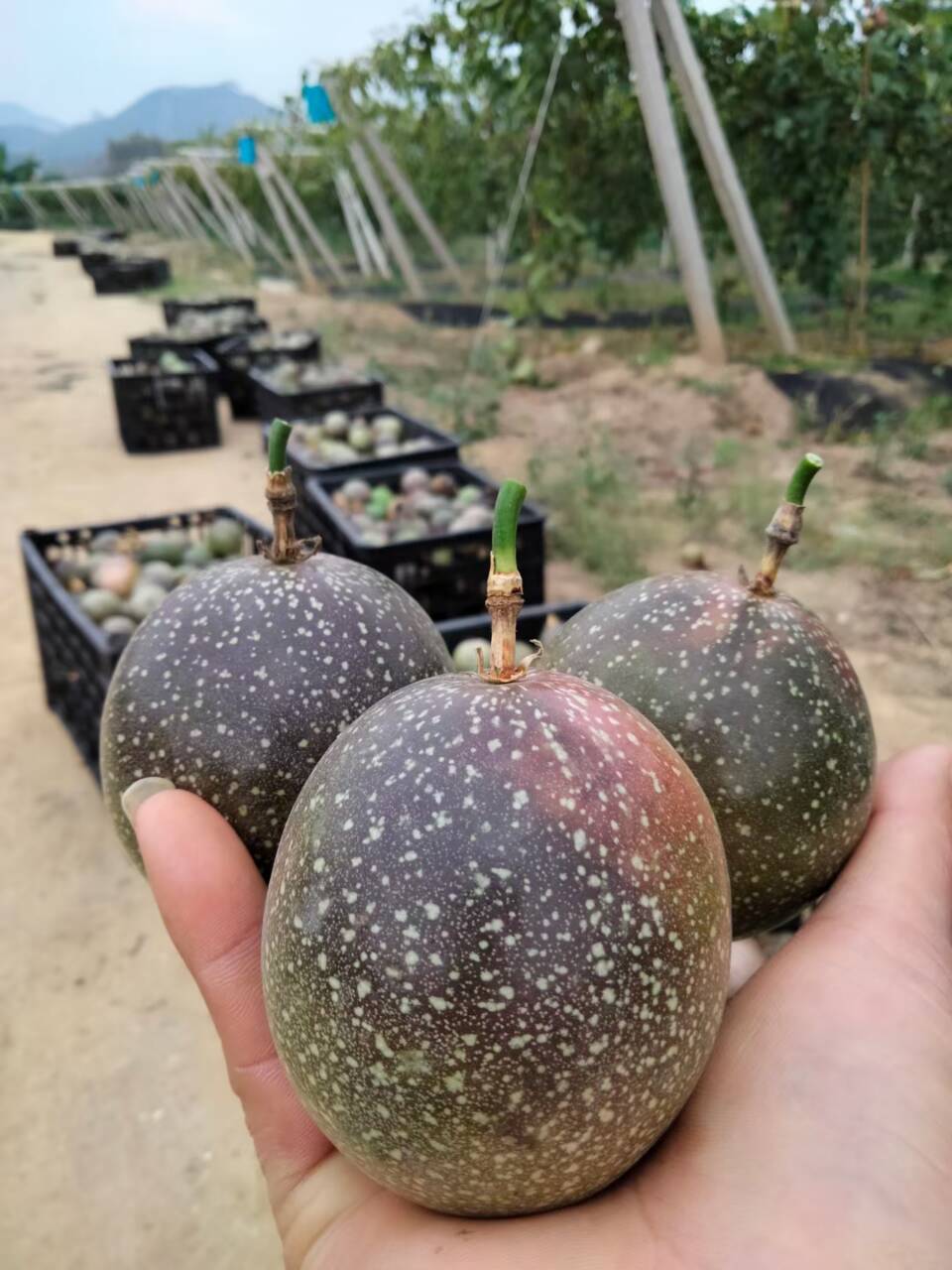 台农一号百香果  新鲜酸酸甜甜百香果紫香台农满天星批发果园基地直供