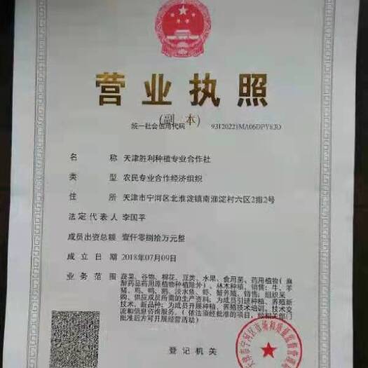 黄骅市高粱 红缨子