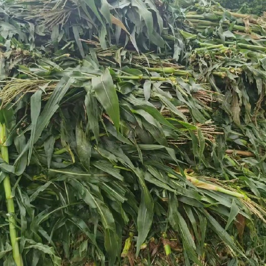 惠东县 甜玉米秸秆青储料