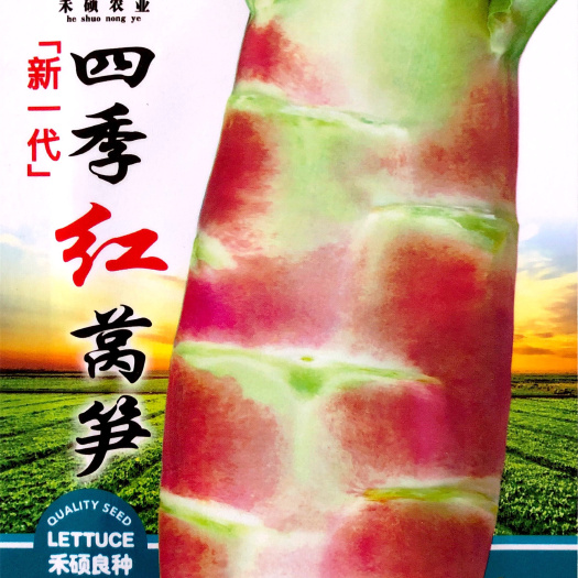 沭阳县 家庭种植瓜果蔬菜种子 四季红莴笋种子