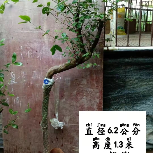 信宜市桃金娘苗 桃金娘，山棯子