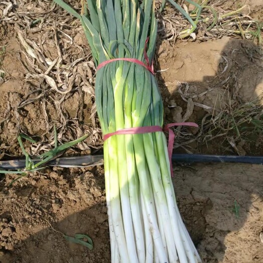邯郸基地的长白大葱直接走货需要的联系我