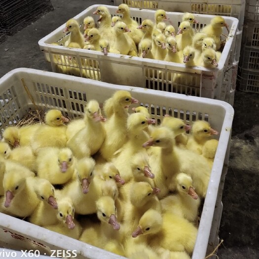 齐河县三花鹅苗 常年孵化大种鹅苗