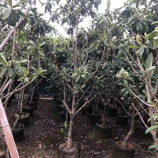 普宁市枇杷树苗 枇杷树