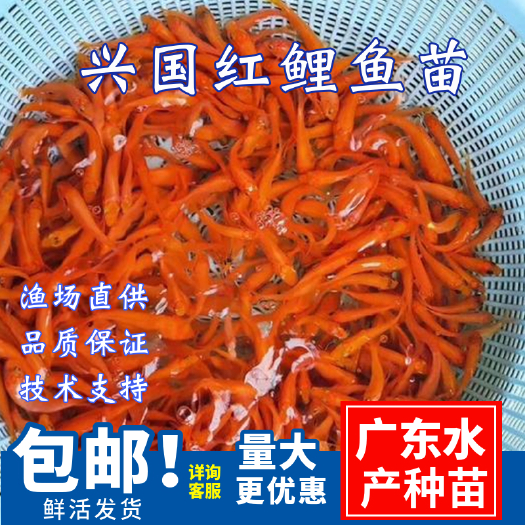 广州红鲤鱼苗\兴国红鲤鱼苗放生红鲤苗\玻璃红鲤\基地直供