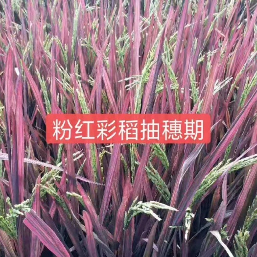 郯城县桃优香占水稻种子 五彩旱稻种子