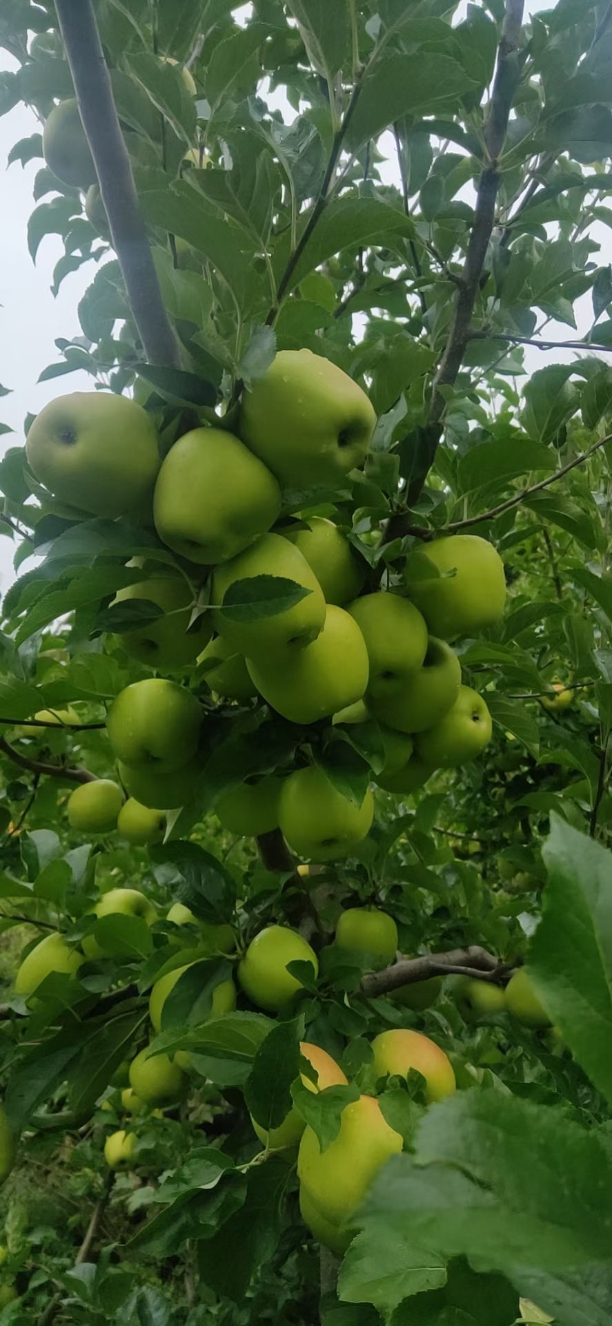 小金青苹果