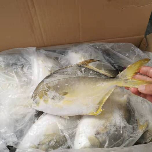 合浦县北部湾金鲳鱼，一手货源