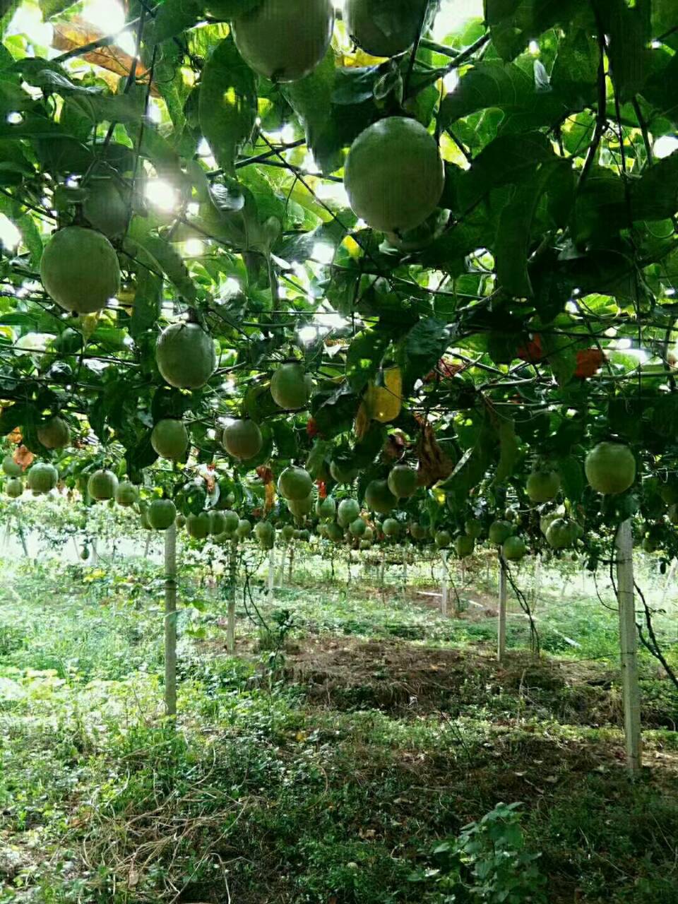 台农一号百香果  新鲜酸酸甜甜百香果紫香台农满天星批发果园基地直供