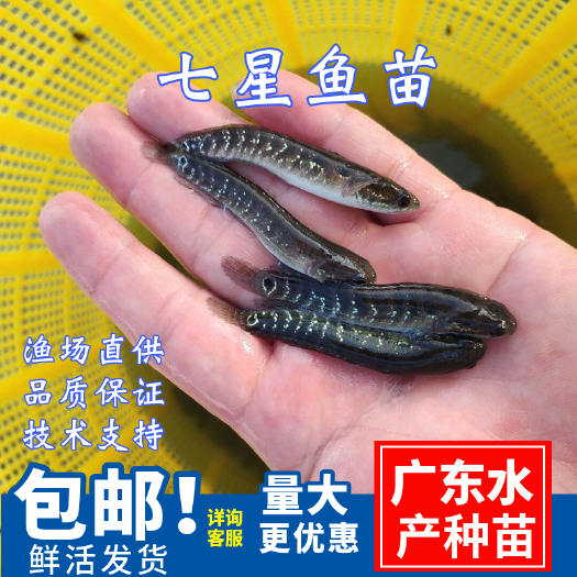 广州七星鱼苗\花星鱼苗山斑鱼苗\章公鱼苗\快大种抗病力强\高产量