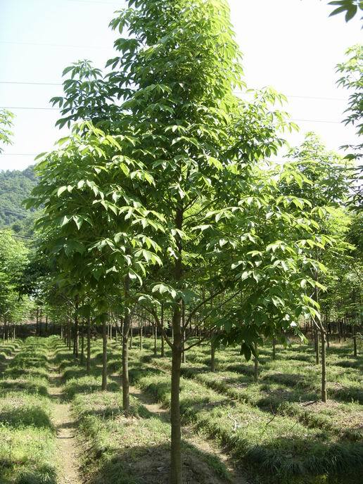 沭阳县 七叶树行道树