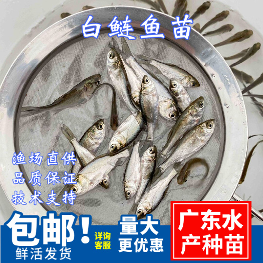广州白鲢鱼苗\鳊鱼苗跳水鲢鱼苗\四大家鱼苗\养殖场直批水花公分苗