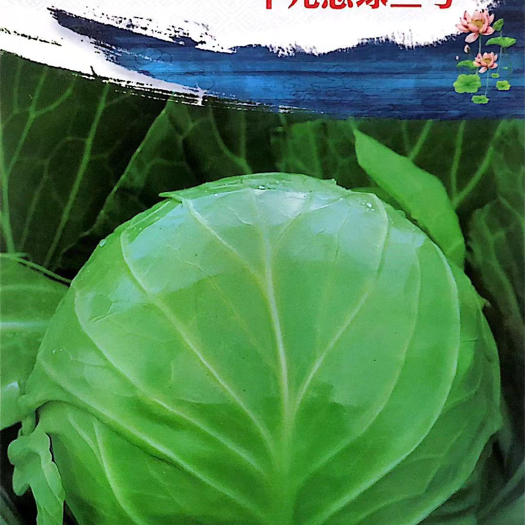 沭阳县 家庭种植瓜果蔬菜种子 绿甘蓝种子