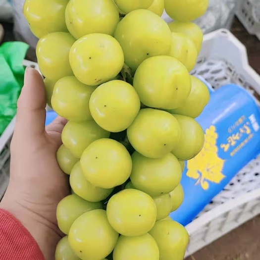 乐亭县阳光玫瑰