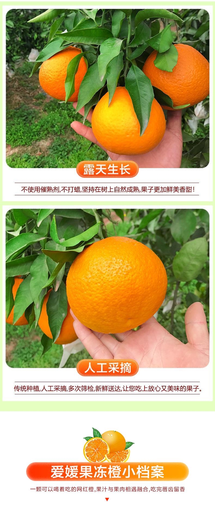 【细腻化渣！明星主推款】爱媛果冻橙38号，