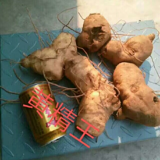 临沧滇黄精  大块茎！当然要选云南的！