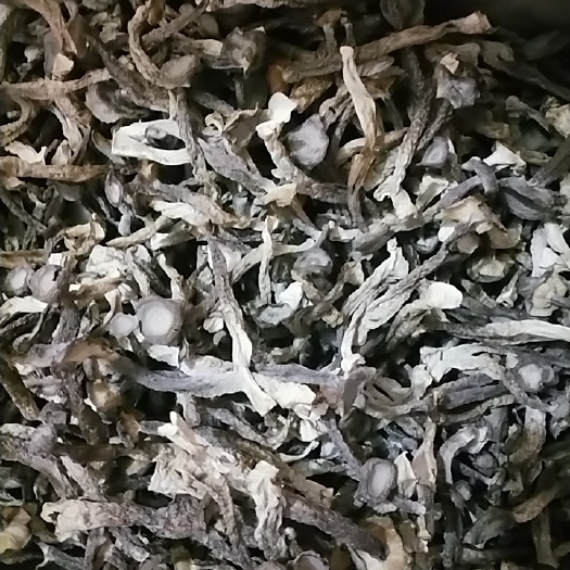 長沙 鹿茸菇