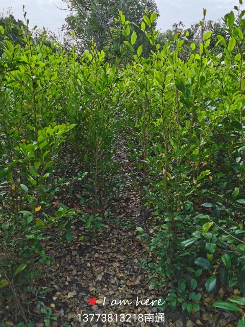 如皋市蚊母，中华蚊母树苗