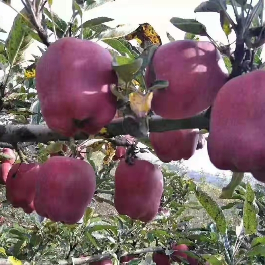 清水县 甘肃花牛苹果蛇果特级价格你说了算