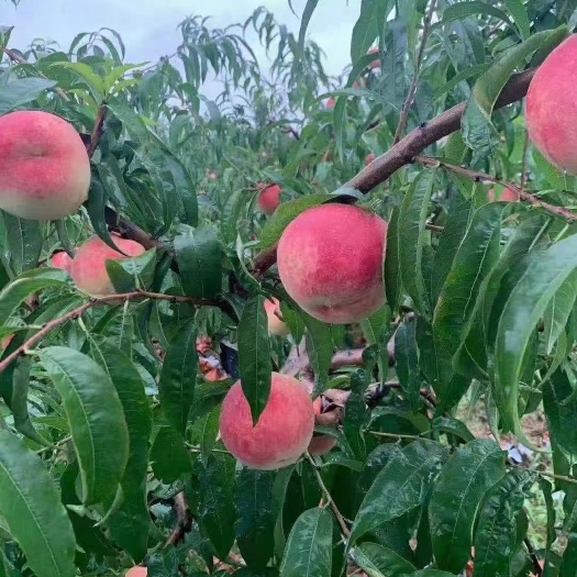 蒙阴县【坏果包赔】秋天的金秋红蜜，山东蜜桃，脆甜可口，一件代发。